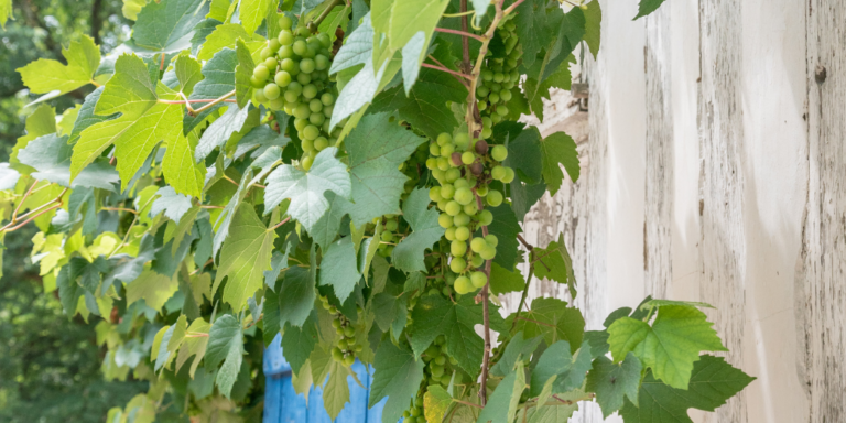 EL EQUILIBRIO DE LOS VINOS